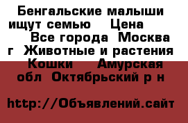 Бенгальские малыши ищут семью) › Цена ­ 5 500 - Все города, Москва г. Животные и растения » Кошки   . Амурская обл.,Октябрьский р-н